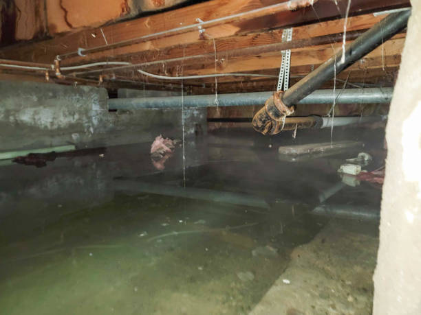 Best Carpet water damage restoration  in Tehaleh, WA
