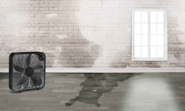 Best Water damage cleanup near me  in Tehaleh, WA